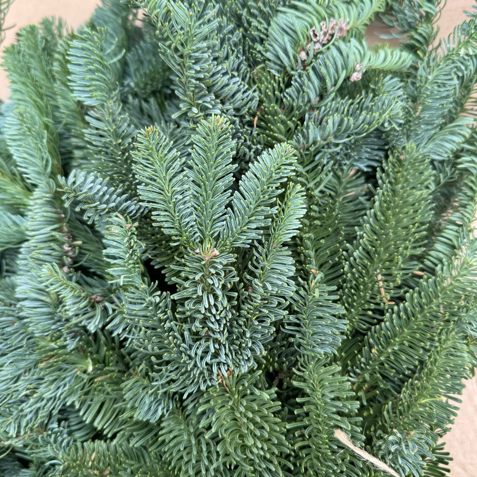 Fresh Nobilis Spruce/Pine Branch