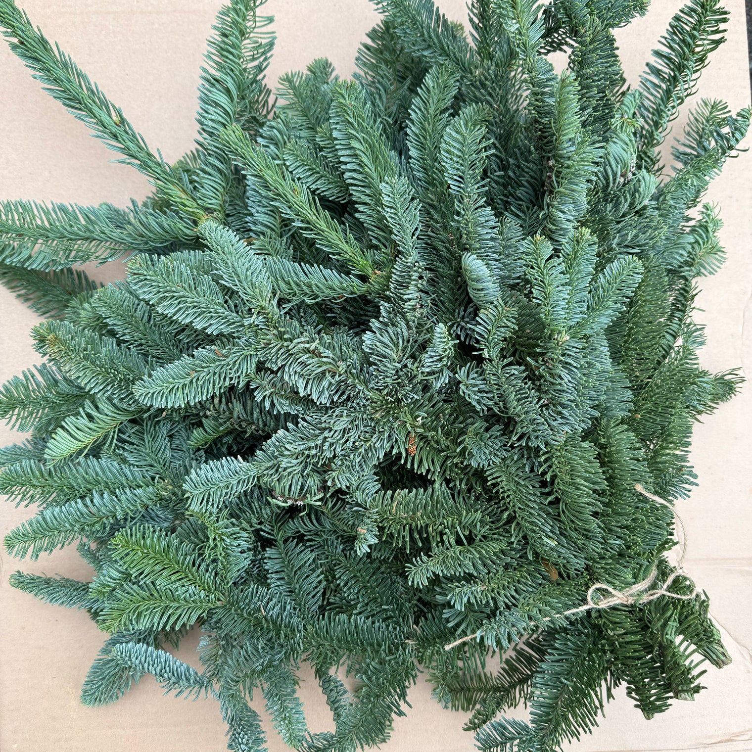 Fresh Nobilis Spruce/Pine Branch