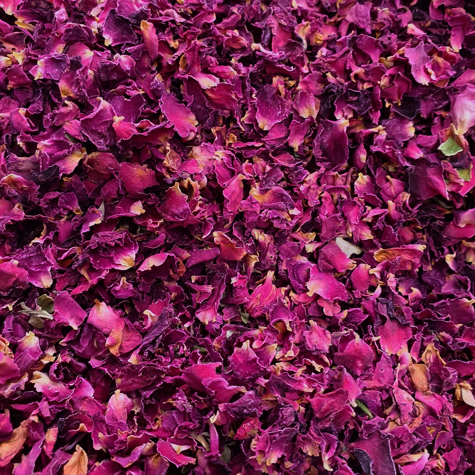 Burgundy Rose Petal