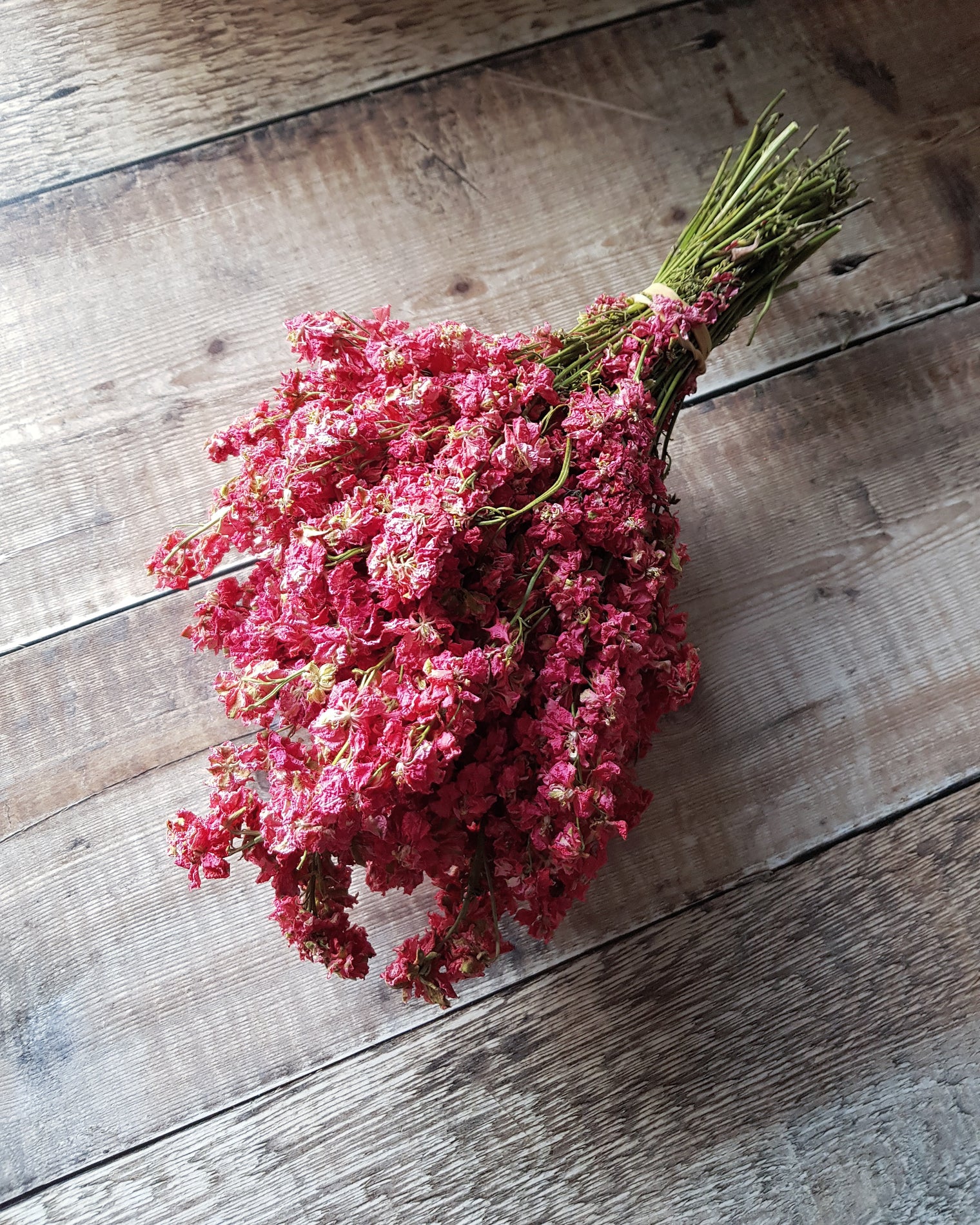 Delphinium Bunch - Raspberry