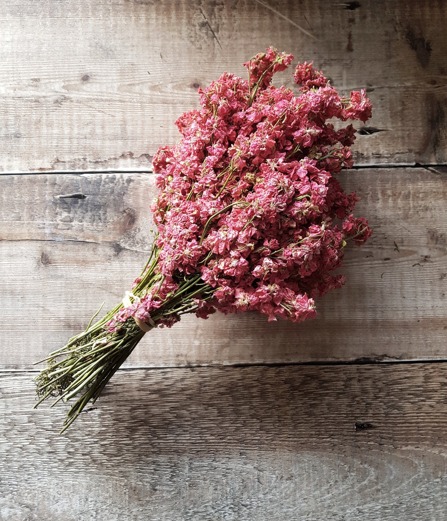 Delphinium Bunch - Raspberry