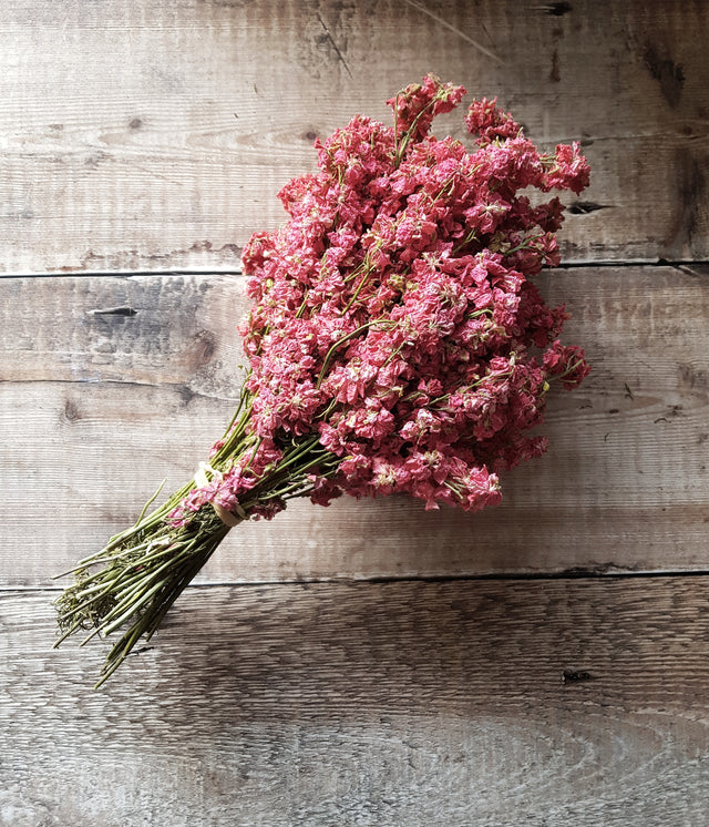 Delphinium Bunch - Raspberry