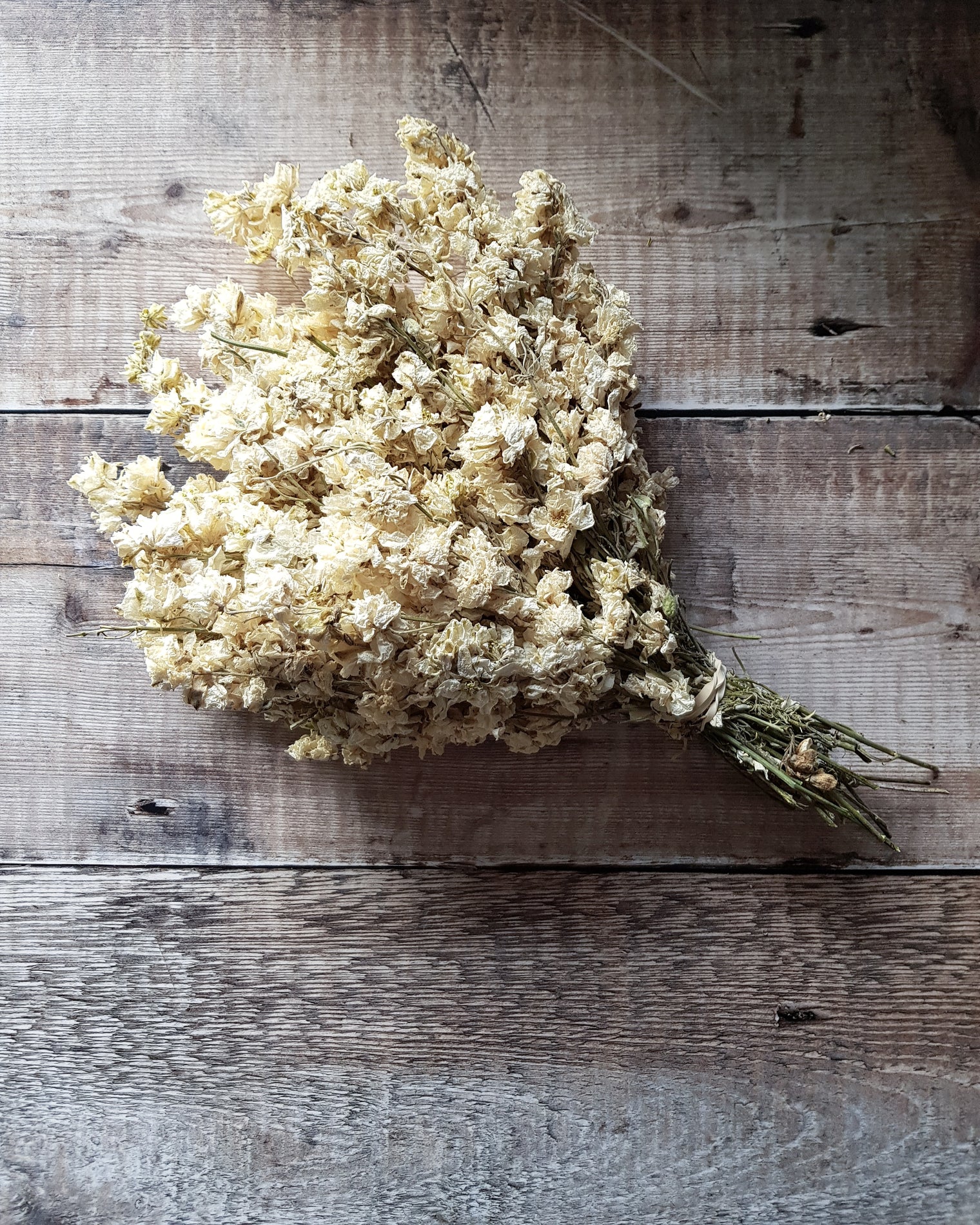 Delphinium Bunch - Ivory