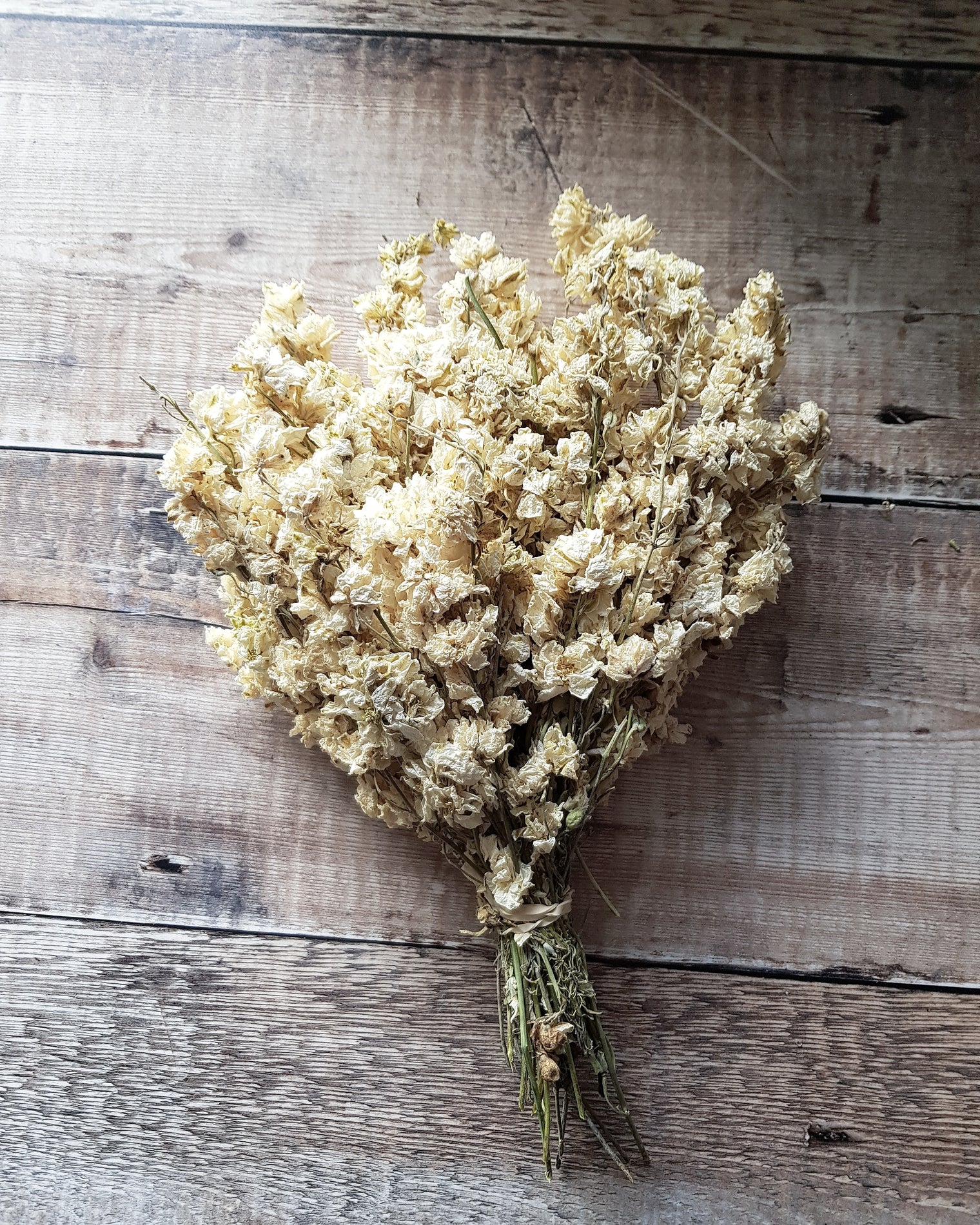 Delphinium Bunch - Ivory