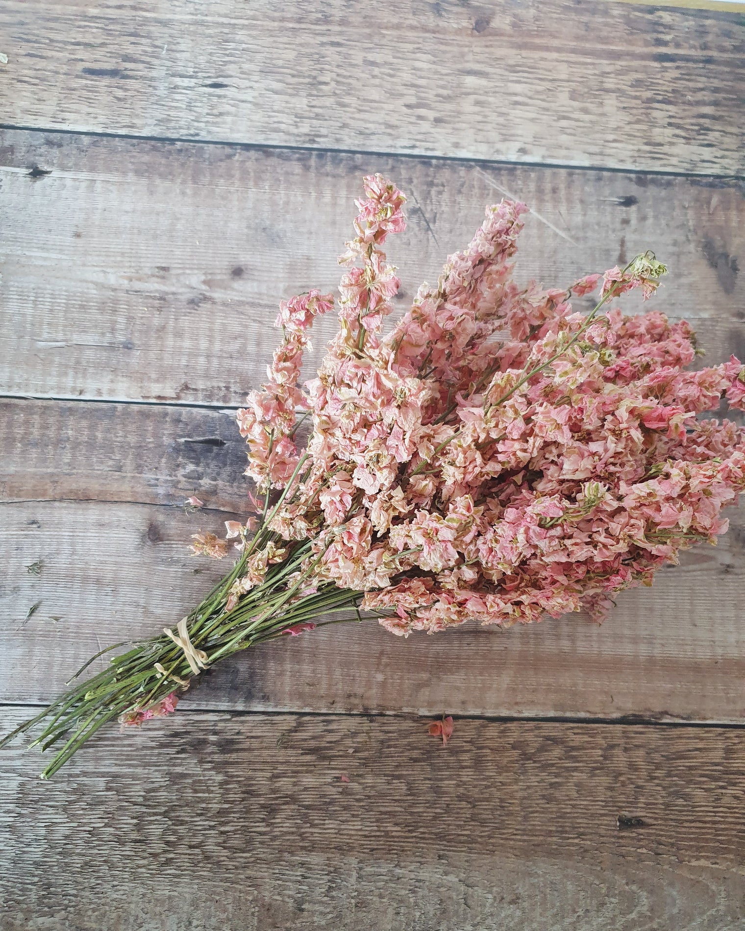 Delphinium Bunch - Pink