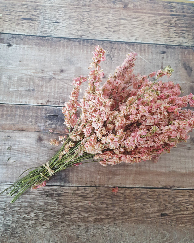 Delphinium Bunch - Pink