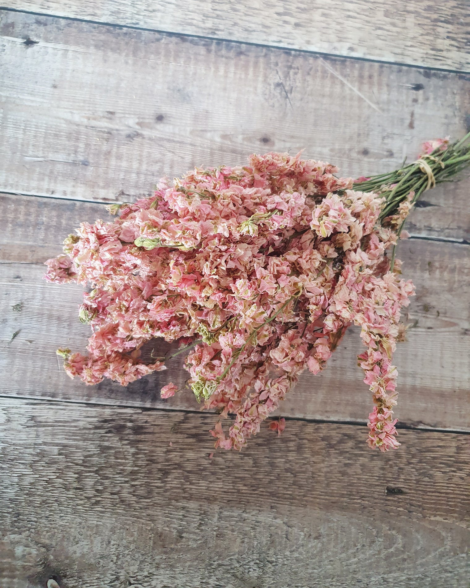 Delphinium Bunch - Pink