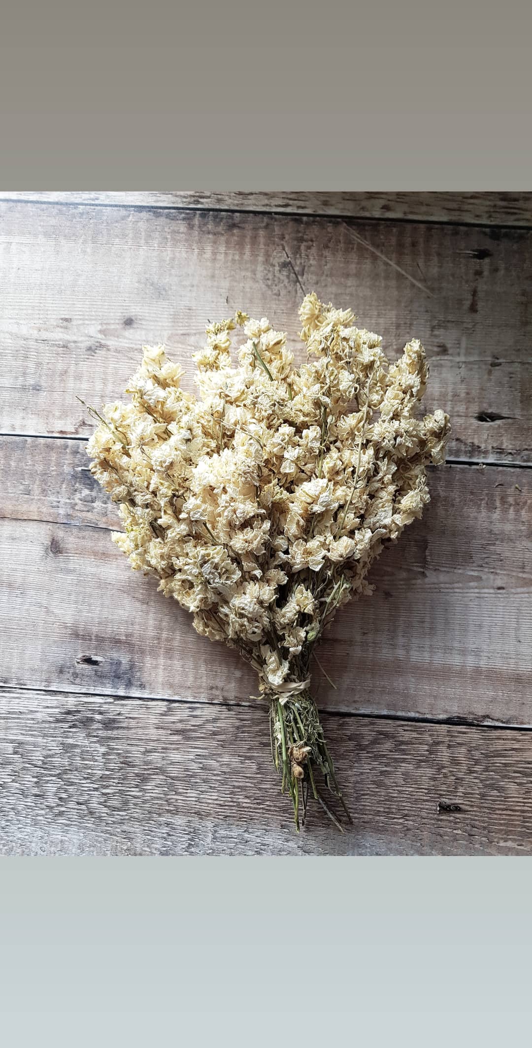 Delphinium Bunch - Ivory