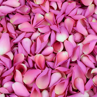 Flamingo Pink Rose Petals