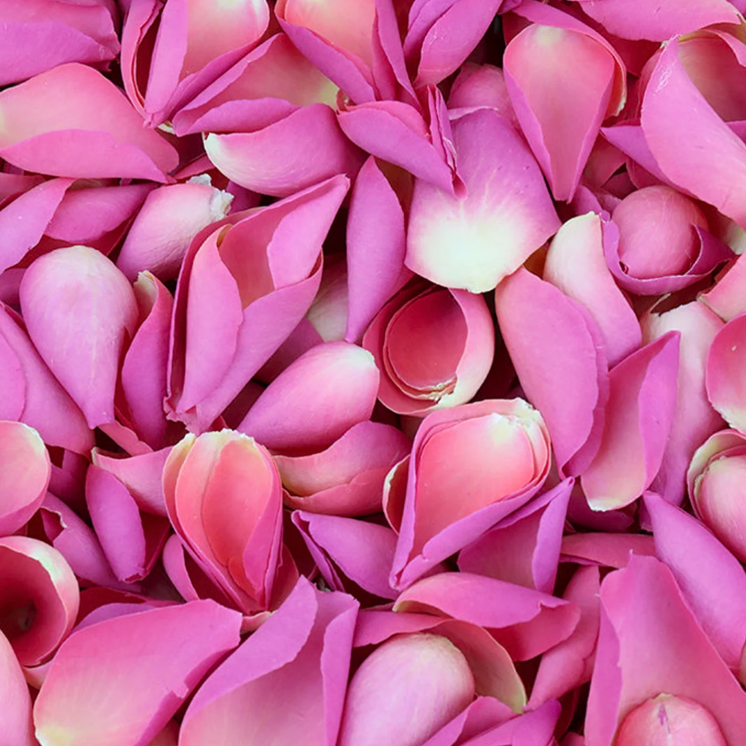 Flamingo Pink Rose Petals