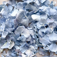 Freeze Hydrangea Petal - Dusty Blue