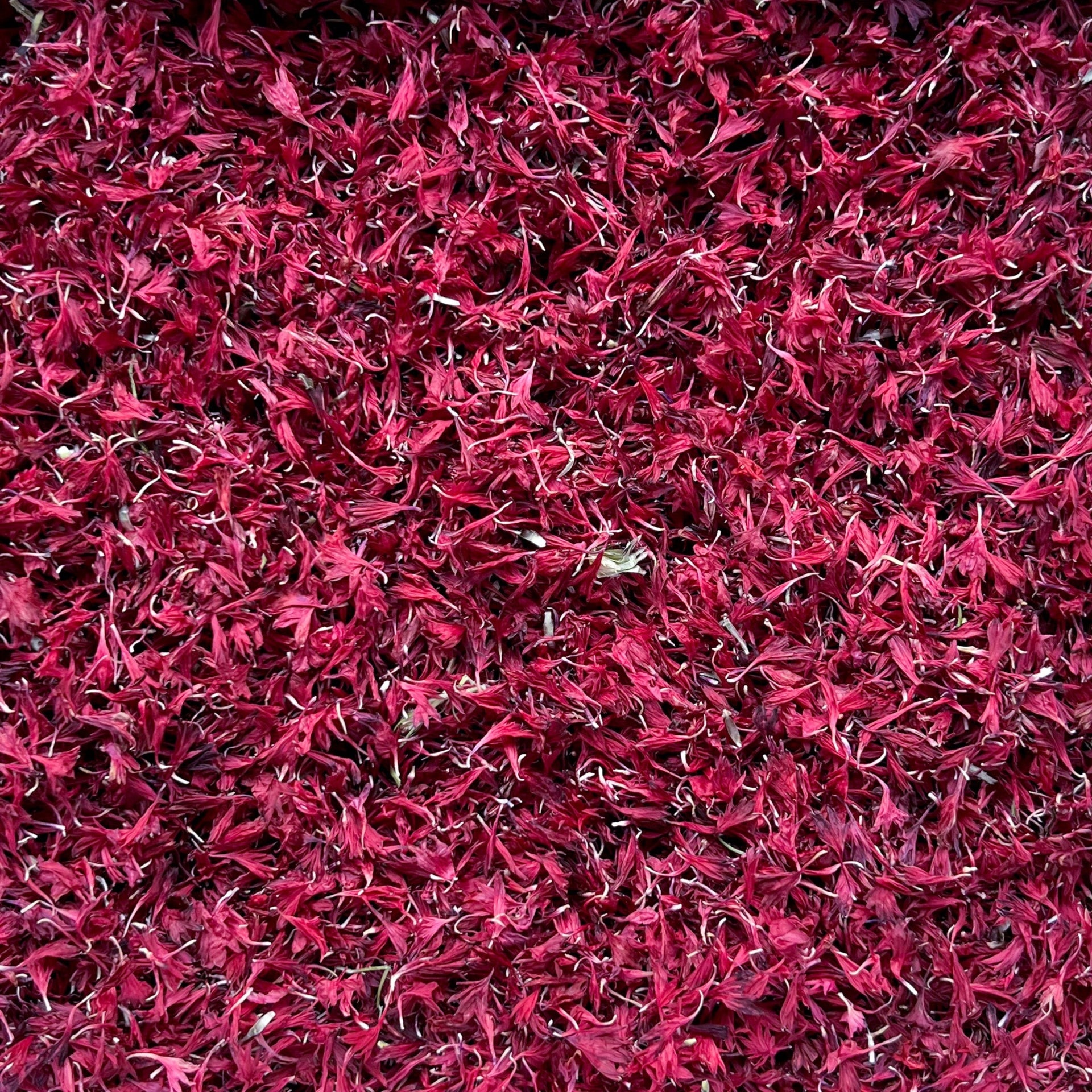 Burgundy Berry