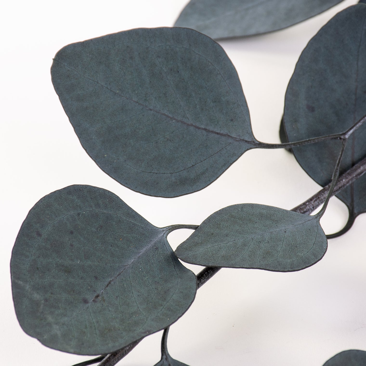 Eucalyptus populus- Silver Green