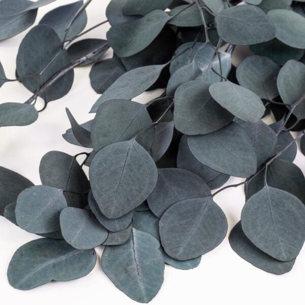 Eucalyptus populus- Silver Green – Bubble and Berry