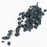 Eucalyptus populus- Silver Green